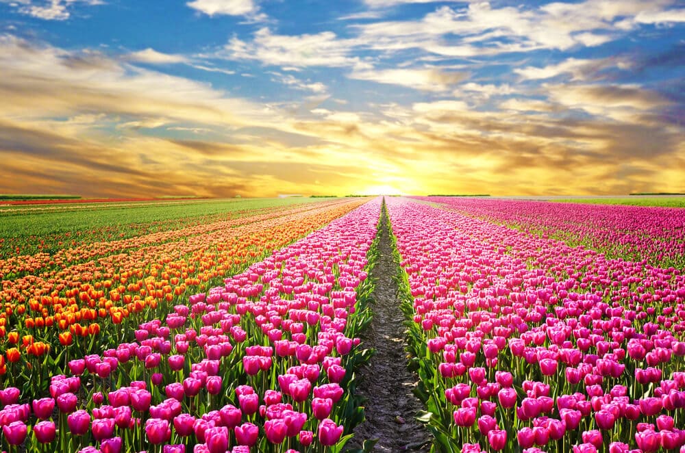 Vibrant Tulip Field